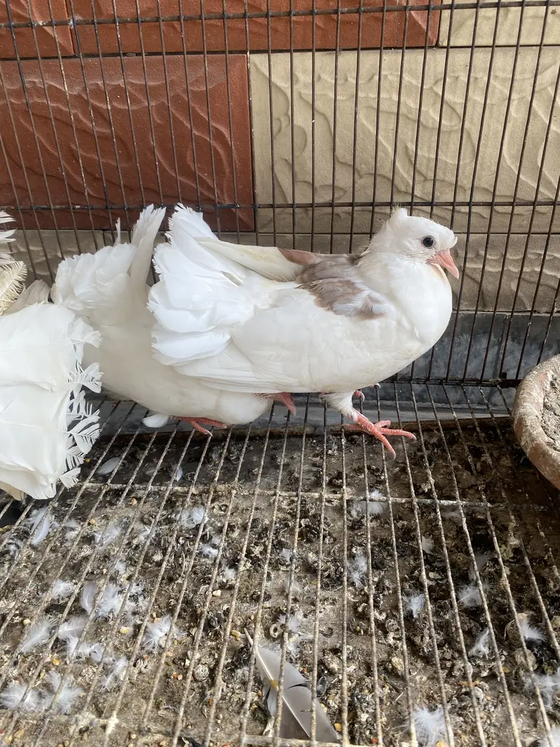 Lakkay kabotar for sale with chicks and cage — photo 4