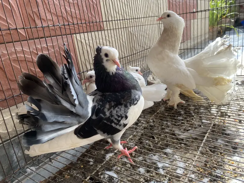 Lakkay kabotar for sale with chicks and cage — photo 5