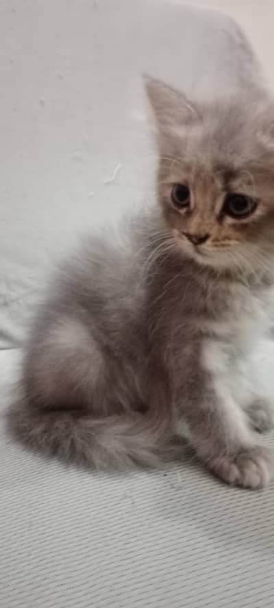Beautiful Persian Kitten for Sale | Double Coat