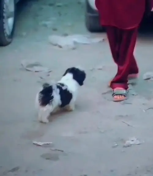 Shihtzu dog | Shihtzu puppy | shihtzu toy breed | shihtzu male — photo 2
