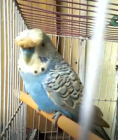 Crested Undersize Male best quality