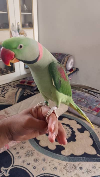 Full talking pahadi raw parrot hand tamed
