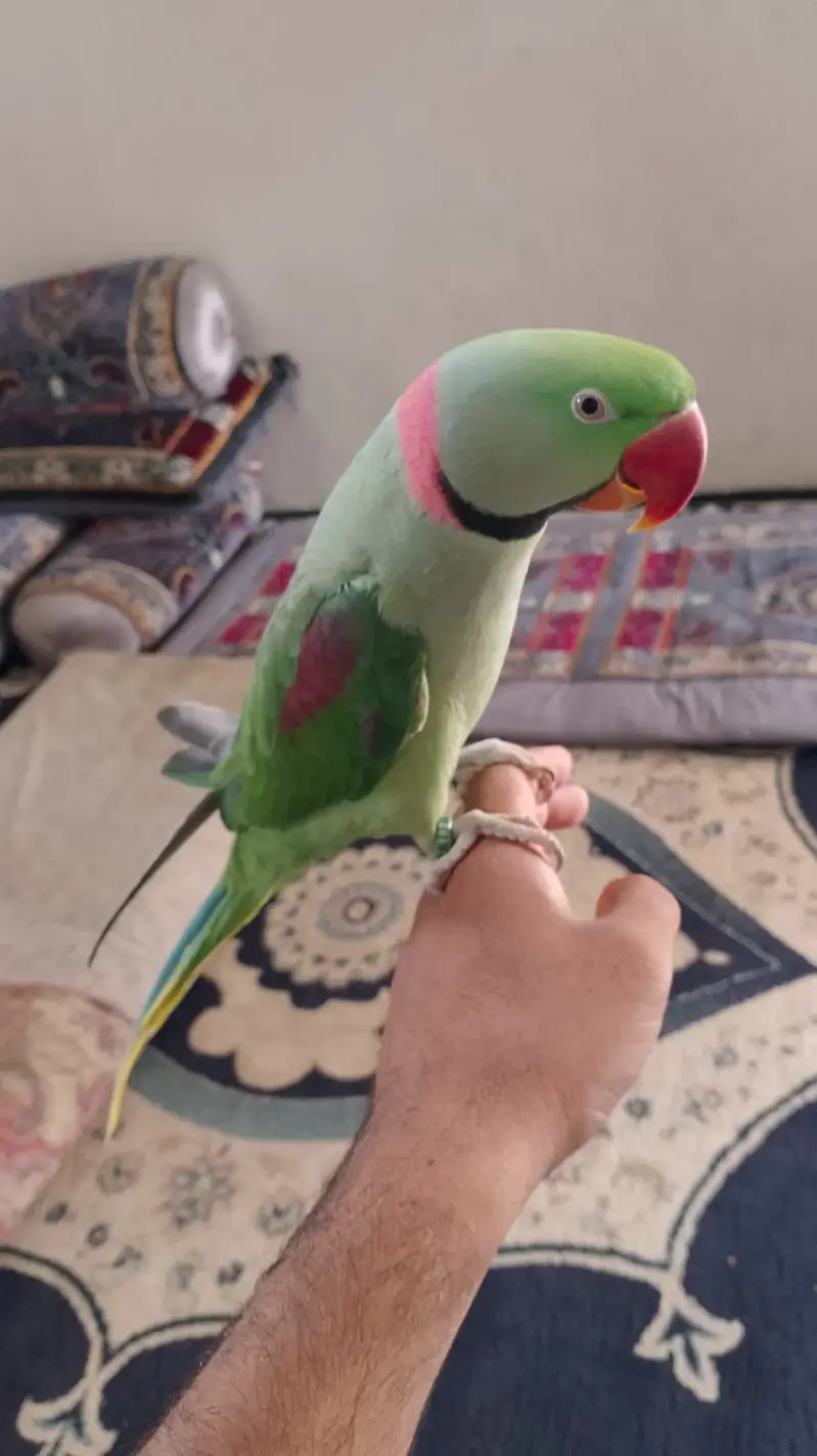 Full talking pahadi raw parrot hand tamed — photo 2