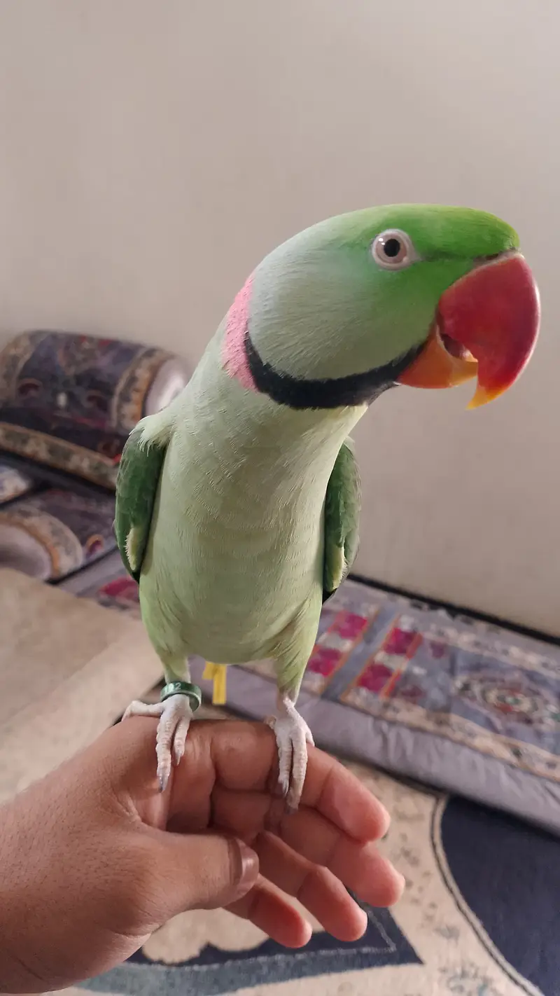 Full talking pahadi raw parrot hand tamed — photo 3