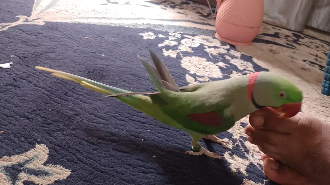 Full talking pahadi raw parrot hand tamed — photo 4