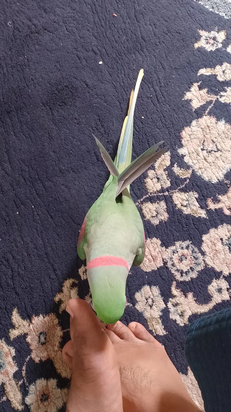 Full talking pahadi raw parrot hand tamed — photo 5