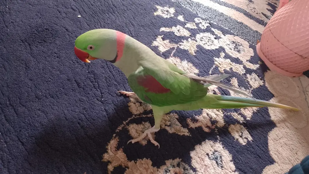 Full talking pahadi raw parrot hand tamed — photo 6