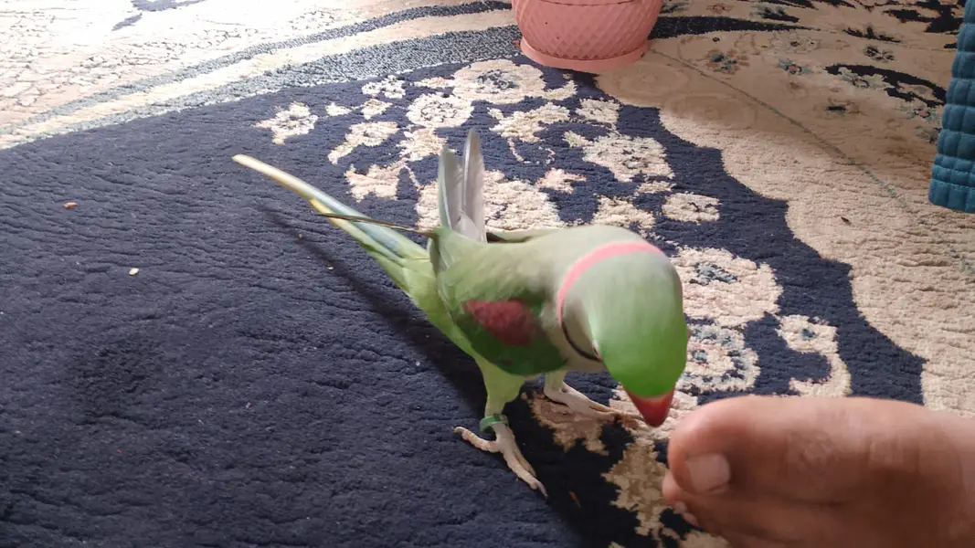 Full talking pahadi raw parrot hand tamed — photo 7