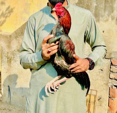 Aseel mianwali