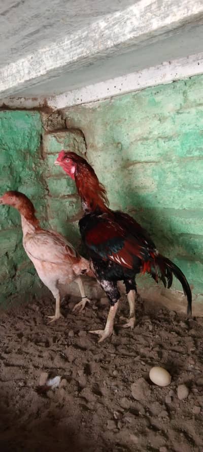 Pur Pakistani Bird age 3 year Whatsapp number 03174305441