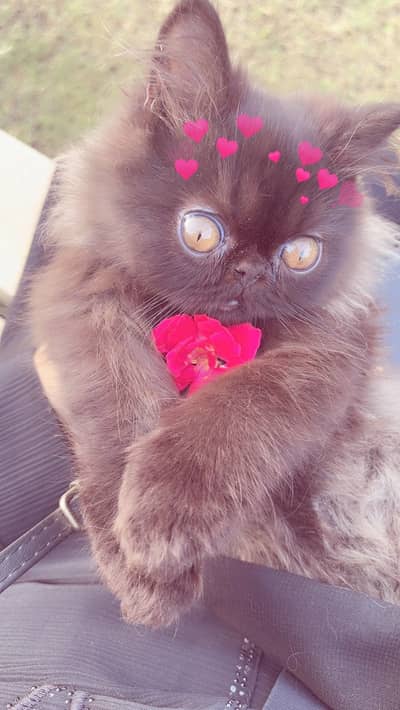 Russian male cat punch face triple cotted