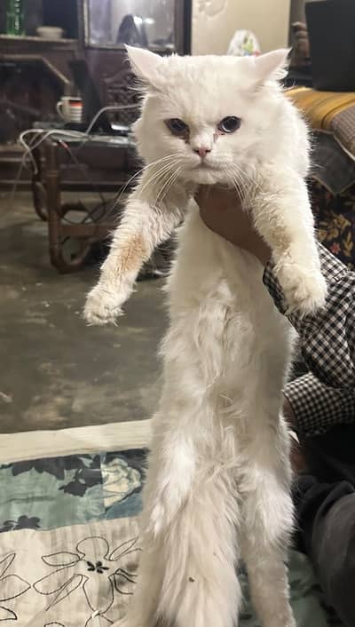 Persian white cat