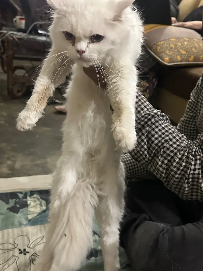 Persian white cat — photo 2