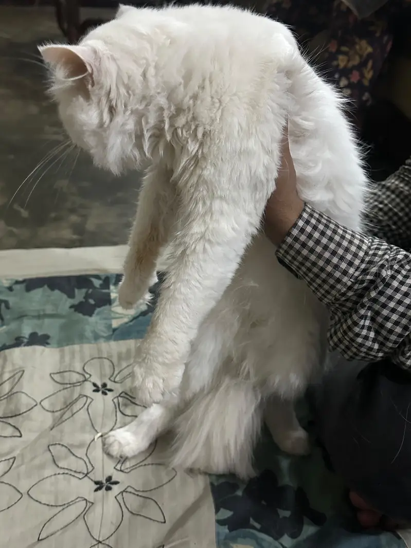 Persian white cat — photo 3