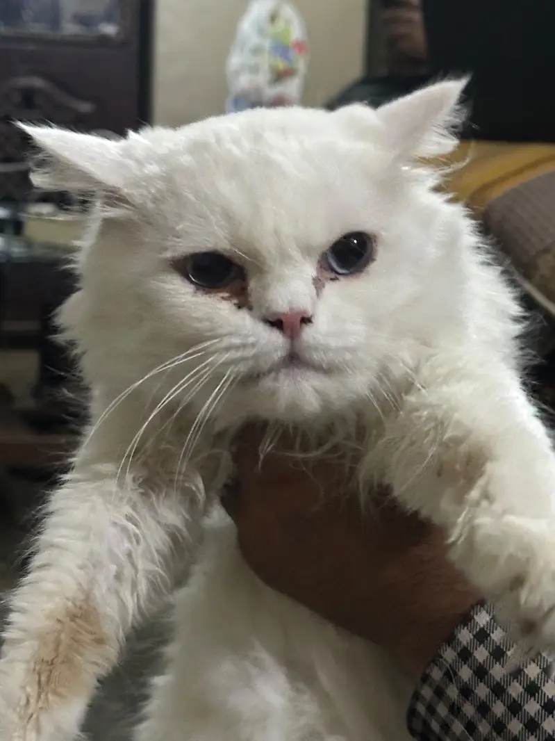 Persian white cat — photo 4