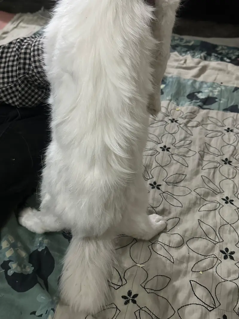 Persian white cat — photo 5
