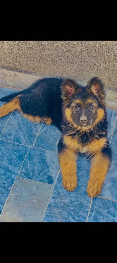 German shepherd puppy