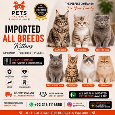 BRITISH SHORTHAIR | SCOTTISH FOLD | MAINE COON | MUNCHKIN | BENGAL