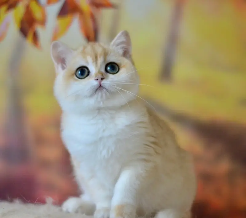BRITISH SHORTHAIR | SCOTTISH FOLD | MAINE COON | MUNCHKIN | BENGAL — photo 3