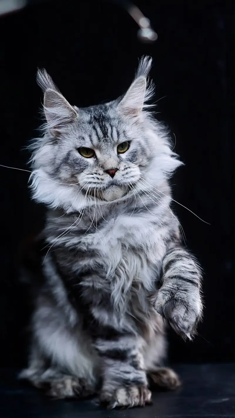 BRITISH SHORTHAIR | SCOTTISH FOLD | MAINE COON | MUNCHKIN | BENGAL — photo 5