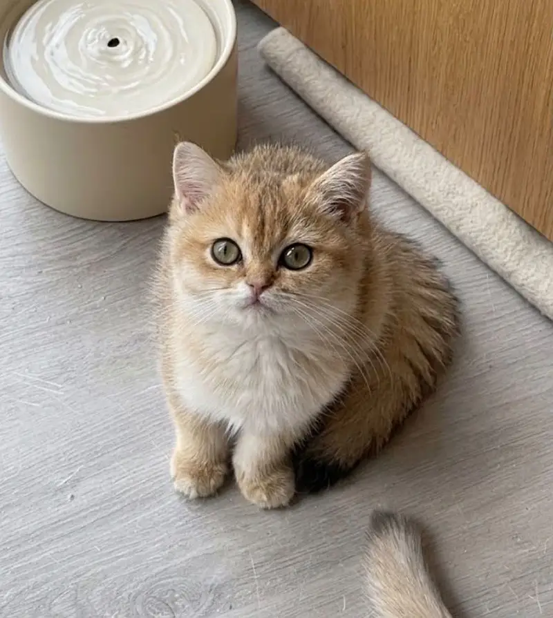 BRITISH SHORTHAIR PREMIUM QUALITY KITTENS — photo 2