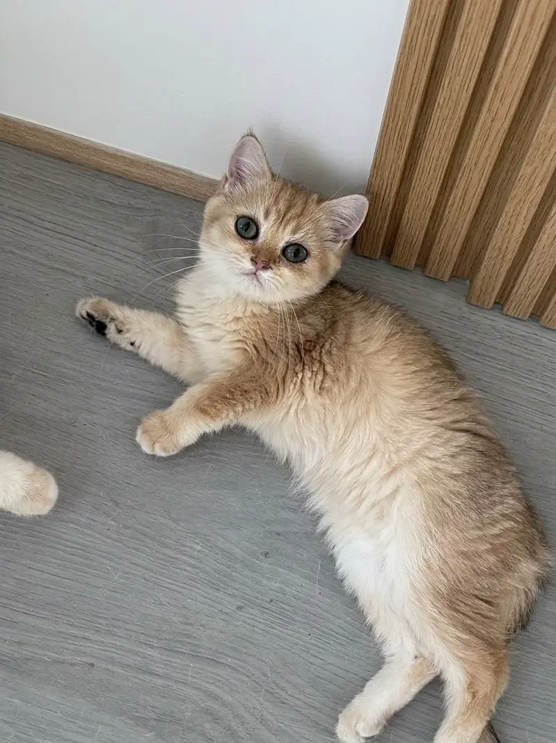 BRITISH SHORTHAIR PREMIUM QUALITY KITTENS — photo 3