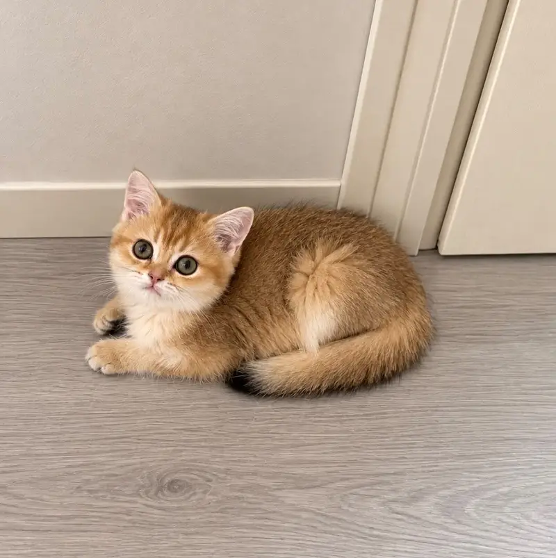 BRITISH SHORTHAIR PREMIUM QUALITY KITTENS — photo 4
