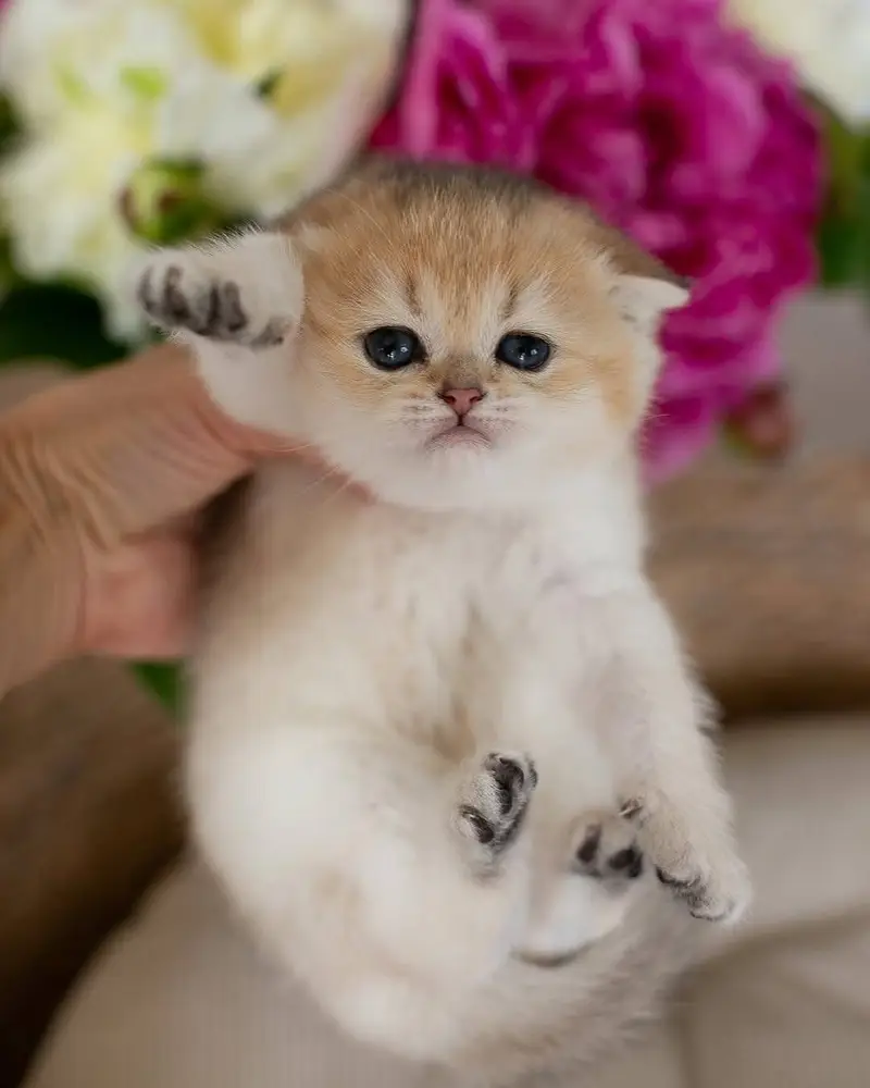 Russia Imported Kittens On Demand — photo 6