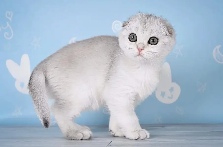 Russia Imported Kittens On Demand — photo 8