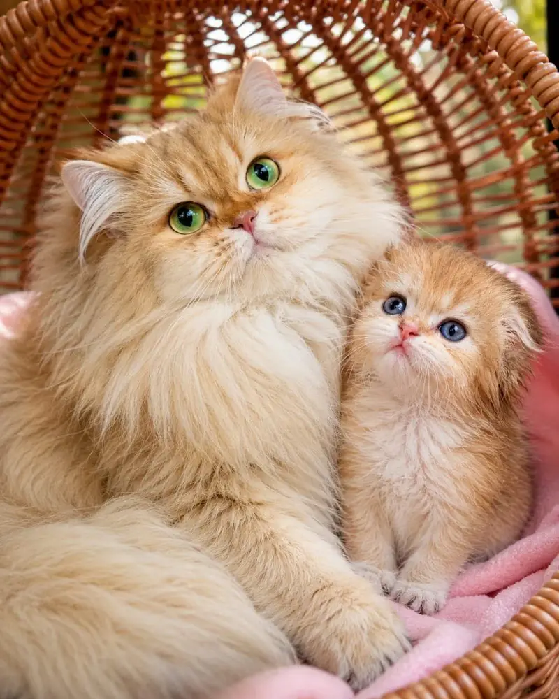 Russia Imported Kittens On Demand — photo 12