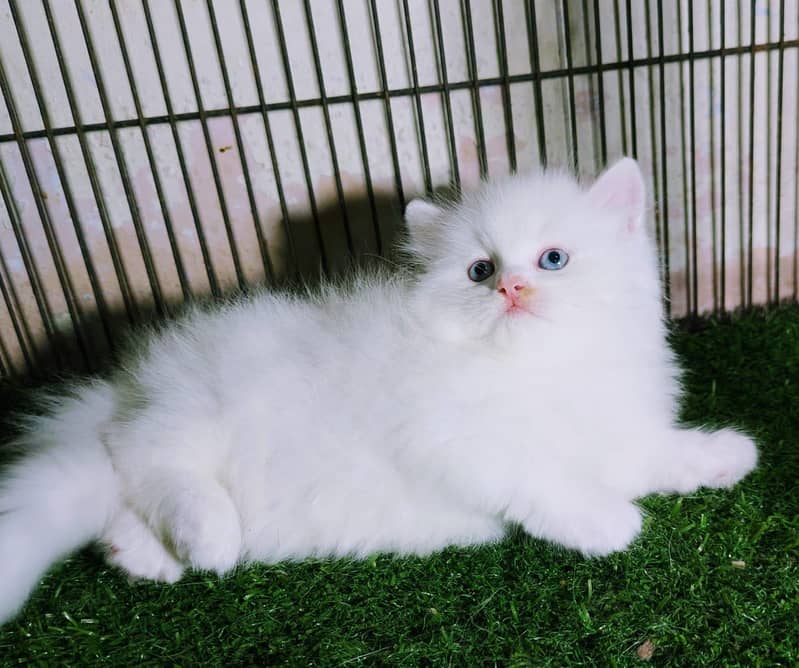 punch face kitten 0