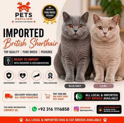 British Shorthair Imported Kittens | From Russia