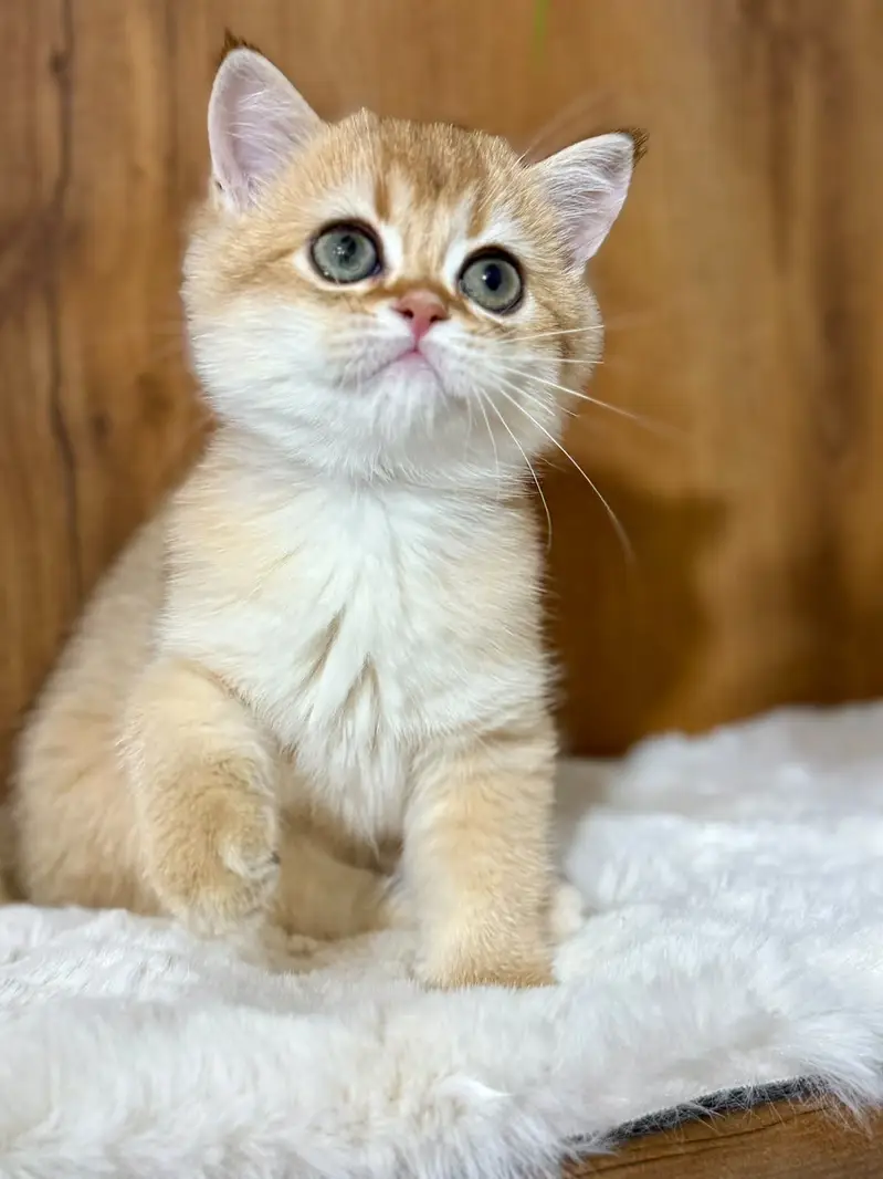 British Shorthair Imported Kittens | From Russia — photo 3