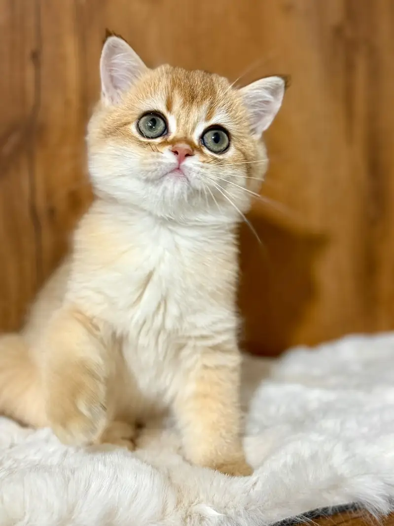 British Shorthair Imported Kittens | From Russia — photo 4