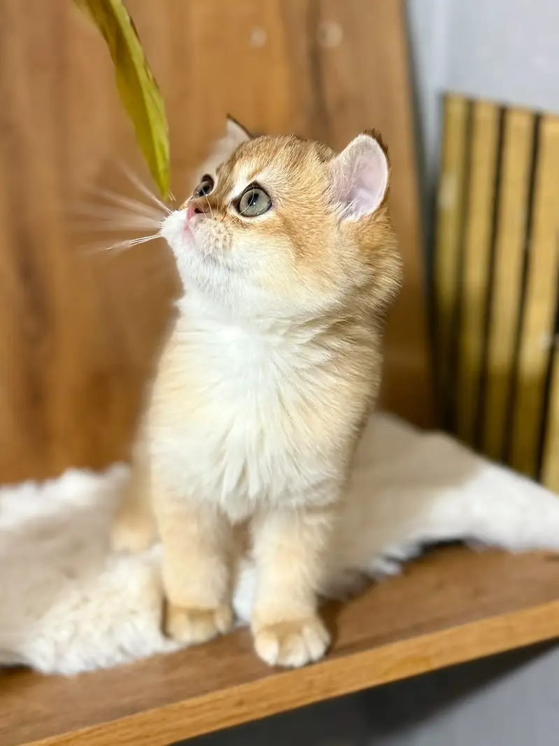 British Shorthair Imported Kittens | From Russia — photo 5