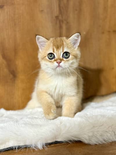 British Shorthair Imported Kittens | From Russia