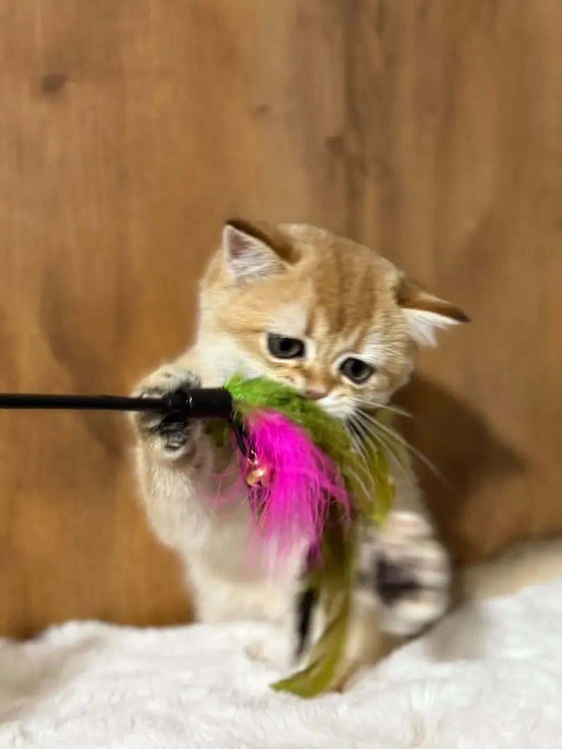 British Shorthair Imported Kittens | From Russia — photo 6