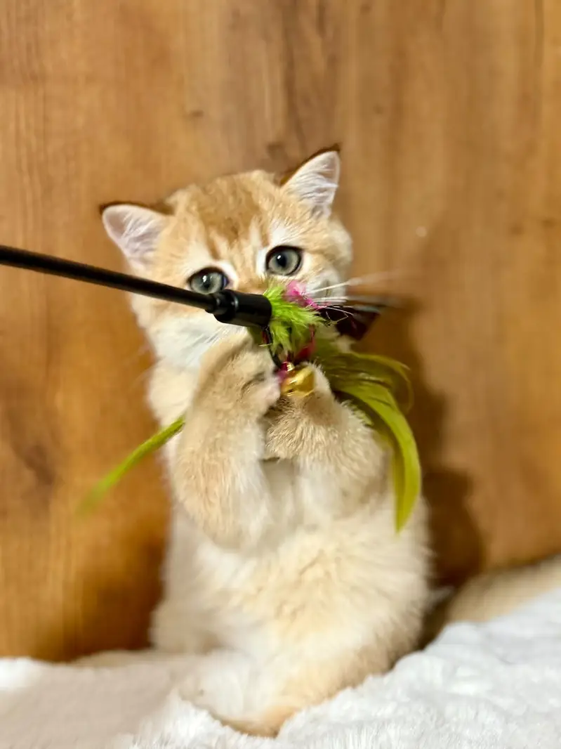 British Shorthair Imported Kittens | From Russia — photo 7