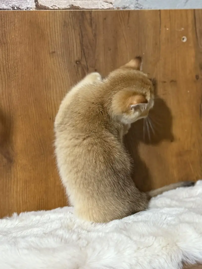 British Shorthair Imported Kittens | From Russia — photo 8