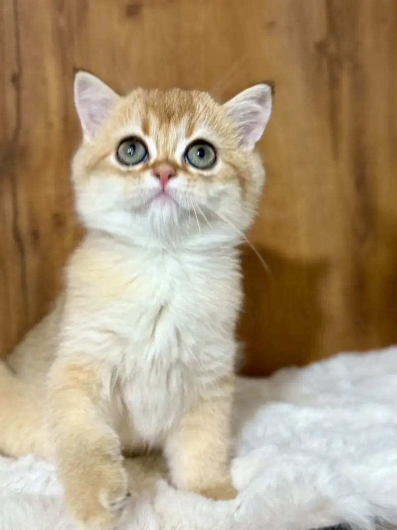 British Shorthair Imported Kittens | From Russia — photo 9