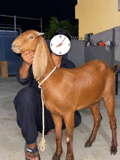 deasi bakri gabban ha Lani a to 03317948809