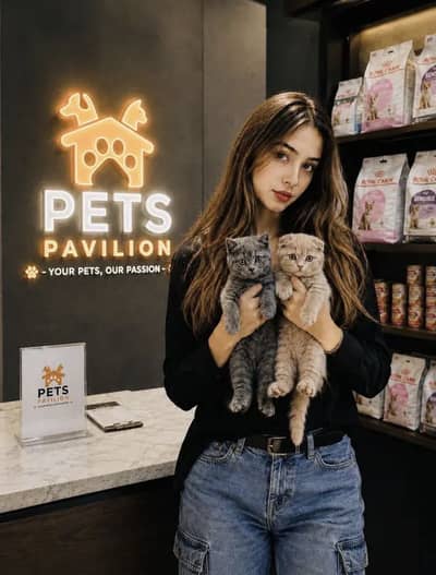 BRITISH SHORTHAIR | SCOTTISH FOLD | MAINE COON | MUNCHKIN | BENGAL