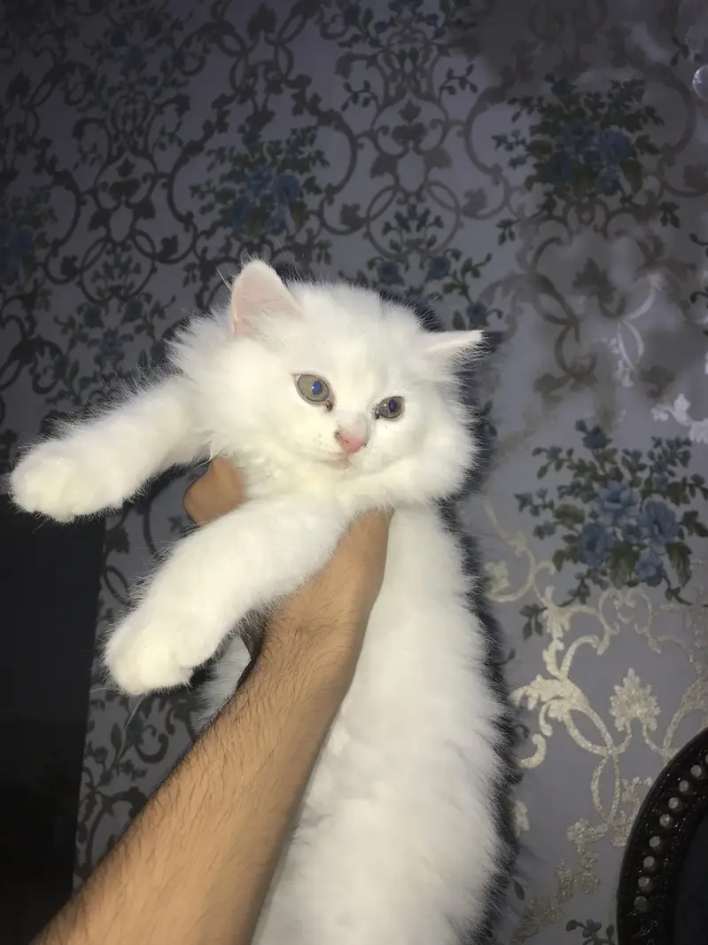 Cat 3 triple — photo 4