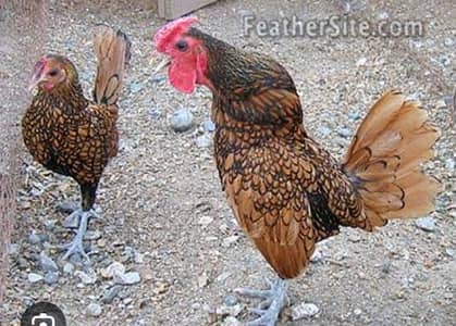 golden Sebright pair