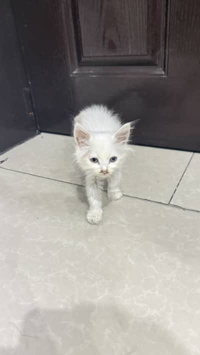 Beautiful white persian cat with blue eyes