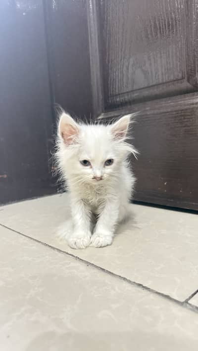 Beautiful white persian cat with blue eyes