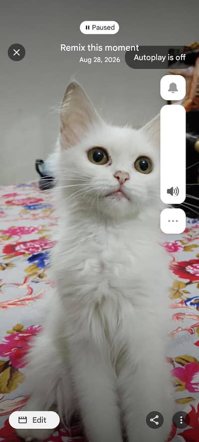 Persian kitten for sale
