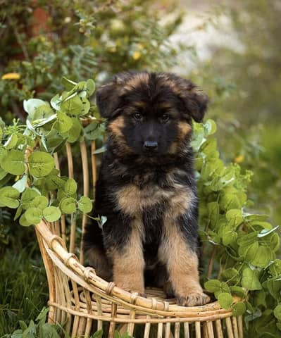 German Shepherd long hair puppies high-quality show glass