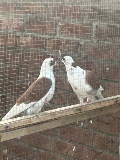 Pigions pair fancy