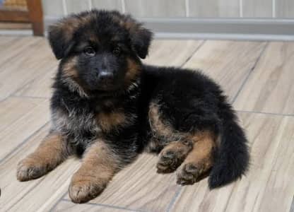 German Shepherd long-hair puppies high-quality